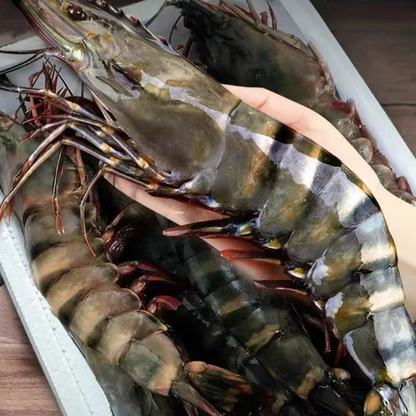 超特大・皇帝級天然ブラックタイガー（有頭・殻付き）